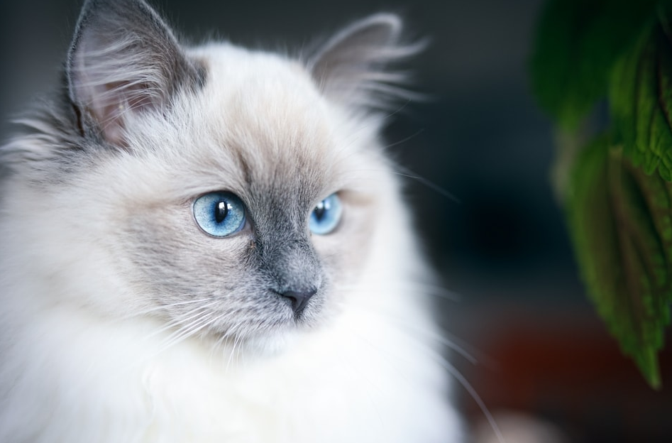 Graphic illustrating the TYRP1 gene mutation that leads to blue eyes in Ragdolls.