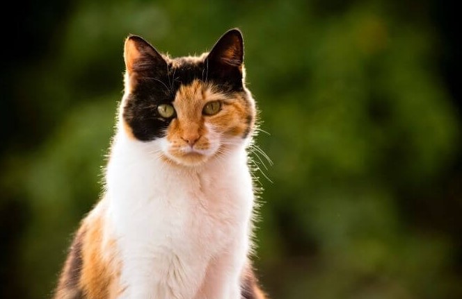 Additional Tips for Calico Cat Owners