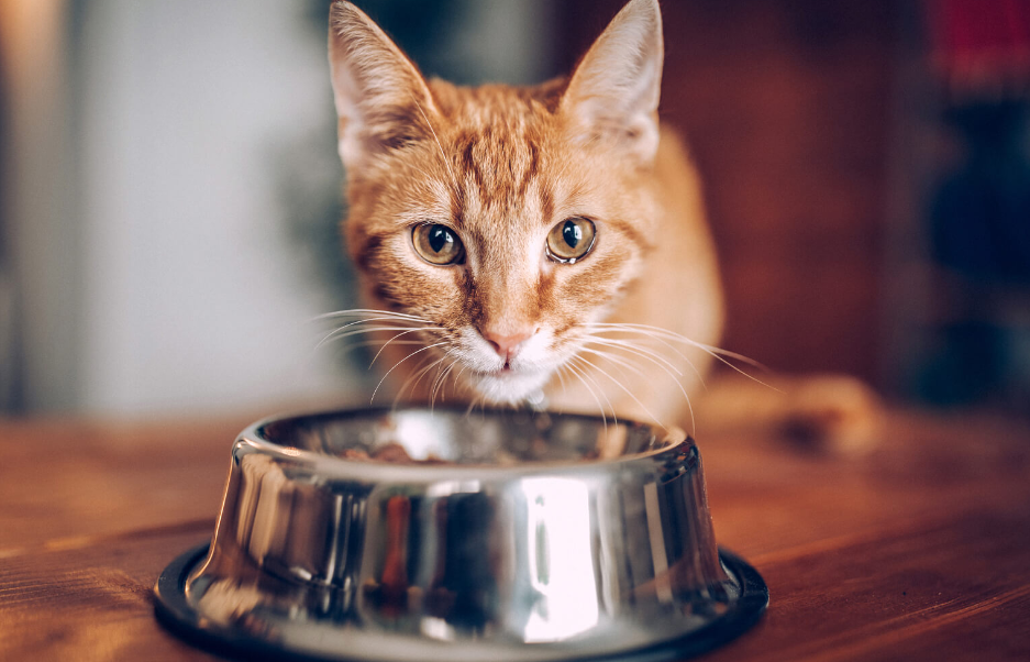 Alternatives to Satisfy Your Cat’s Cravings