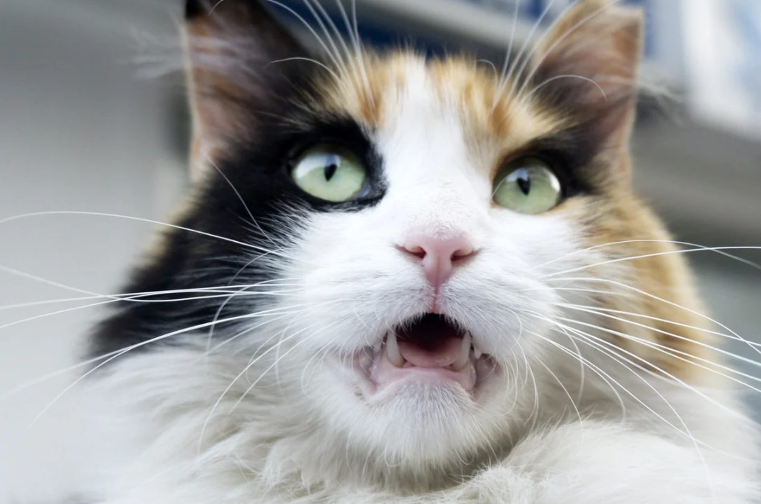 An image of a cat making a displeased face to visualize the spiciness.