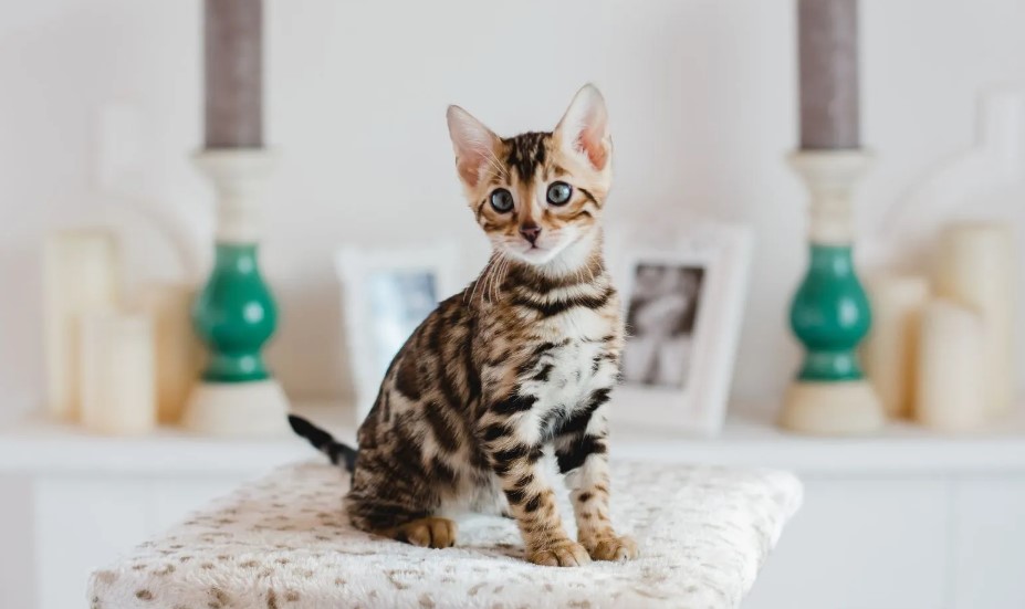 Are Bengal Cats Prone to Weight Gain