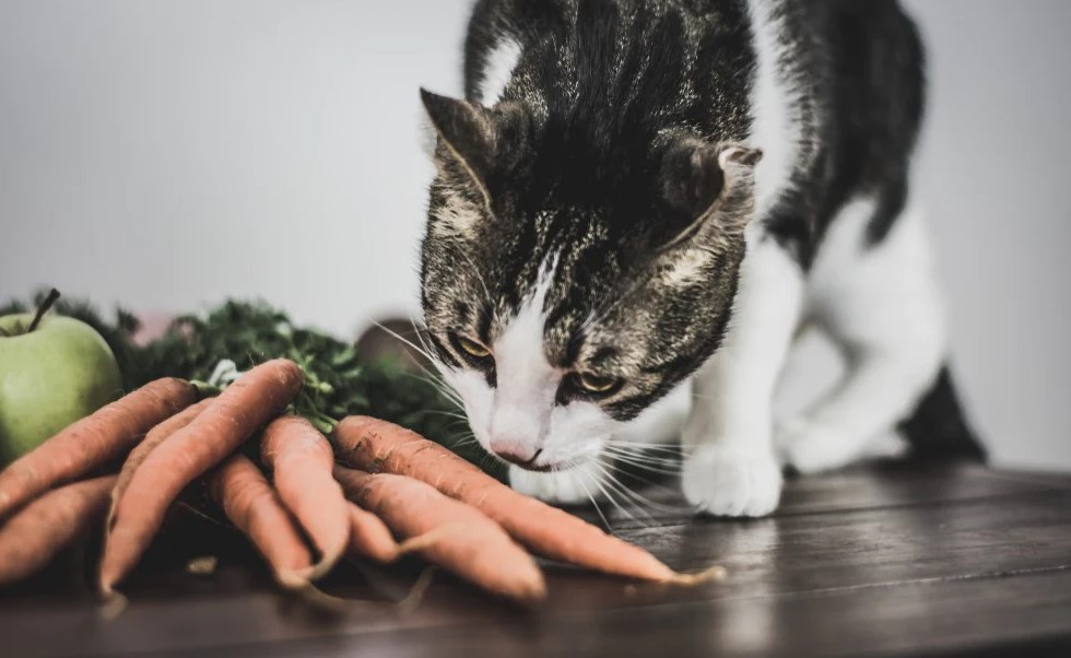 Benefits of Raw Carrots for Cats