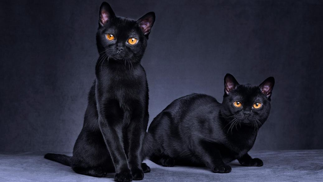 Black Cats and Misfortune A Superstitious History