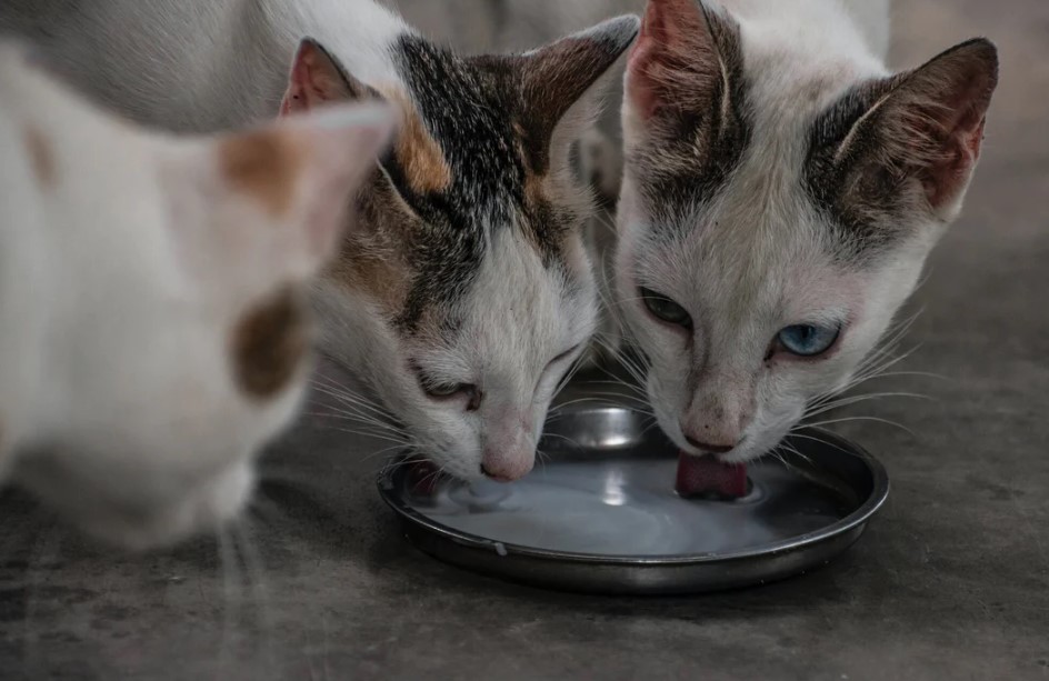 Can Cats Drink Dog Milk Factors to Consider