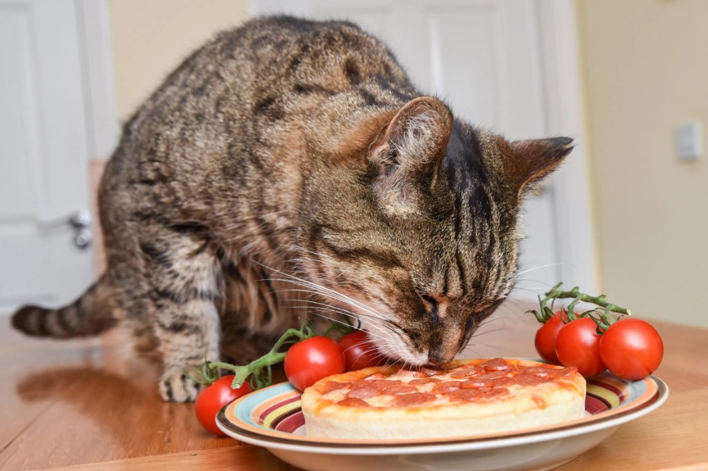 Can Cats Have Spaghetti Sauce