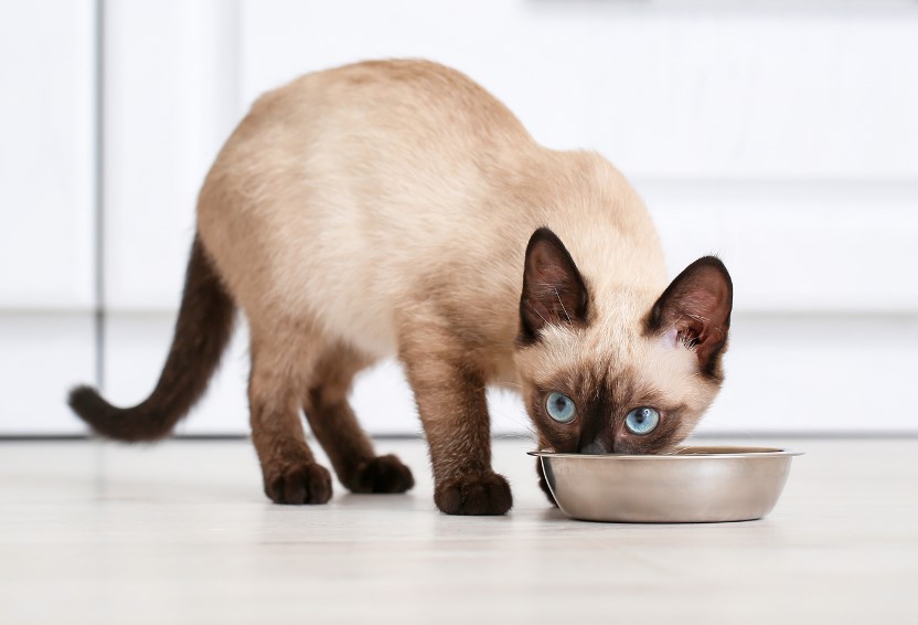 Cat Diet and Nutrition