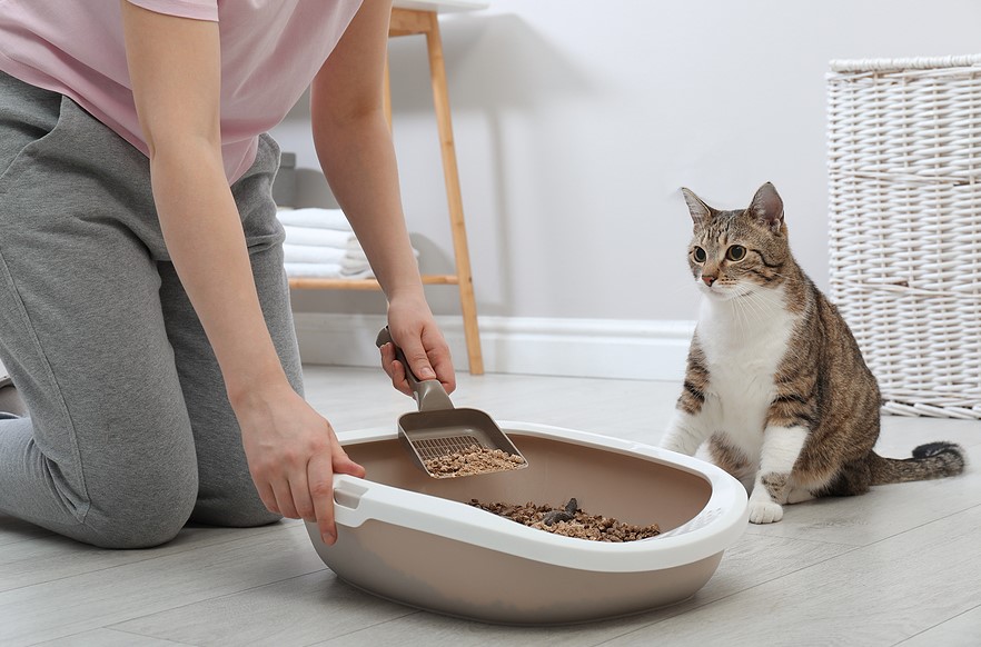 Cat Maintain a Clean Litter Box