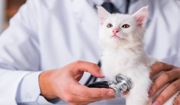 Cat Medical Conditions