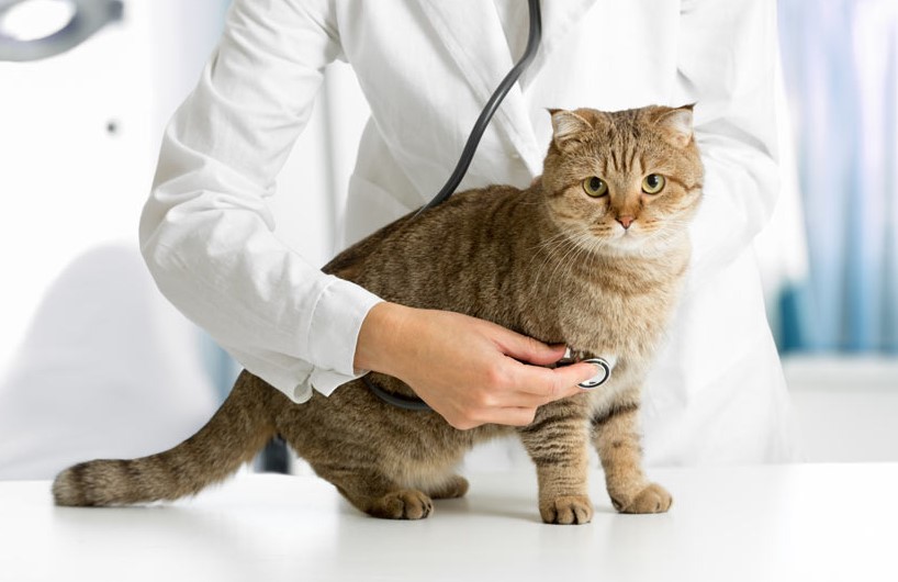 Cat Medical Issues