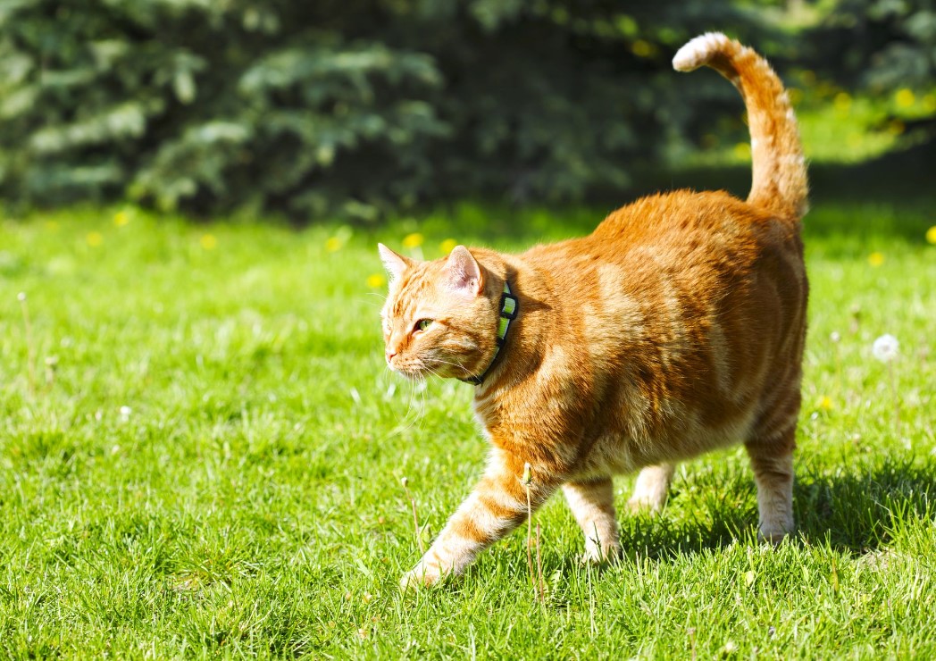 Do Cats Kill Moles? Cats and Moles Relationship Petsy Box