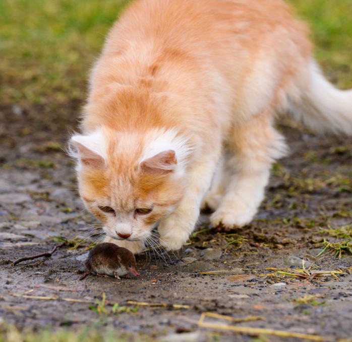 Do Cats Kill Moles? Cats and Moles Relationship Petsy Box