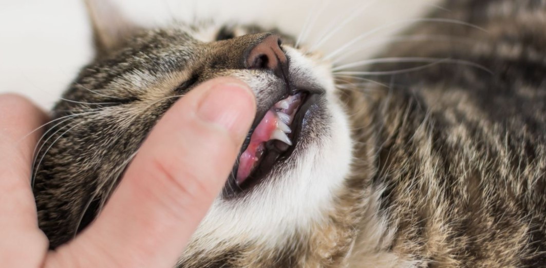 Cat Treatment Options for Stomatitis