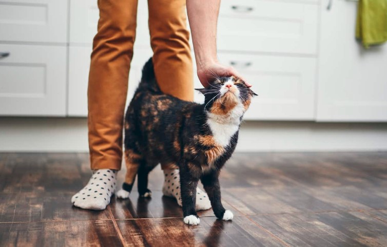 Deciphering Your Cat's Body Language