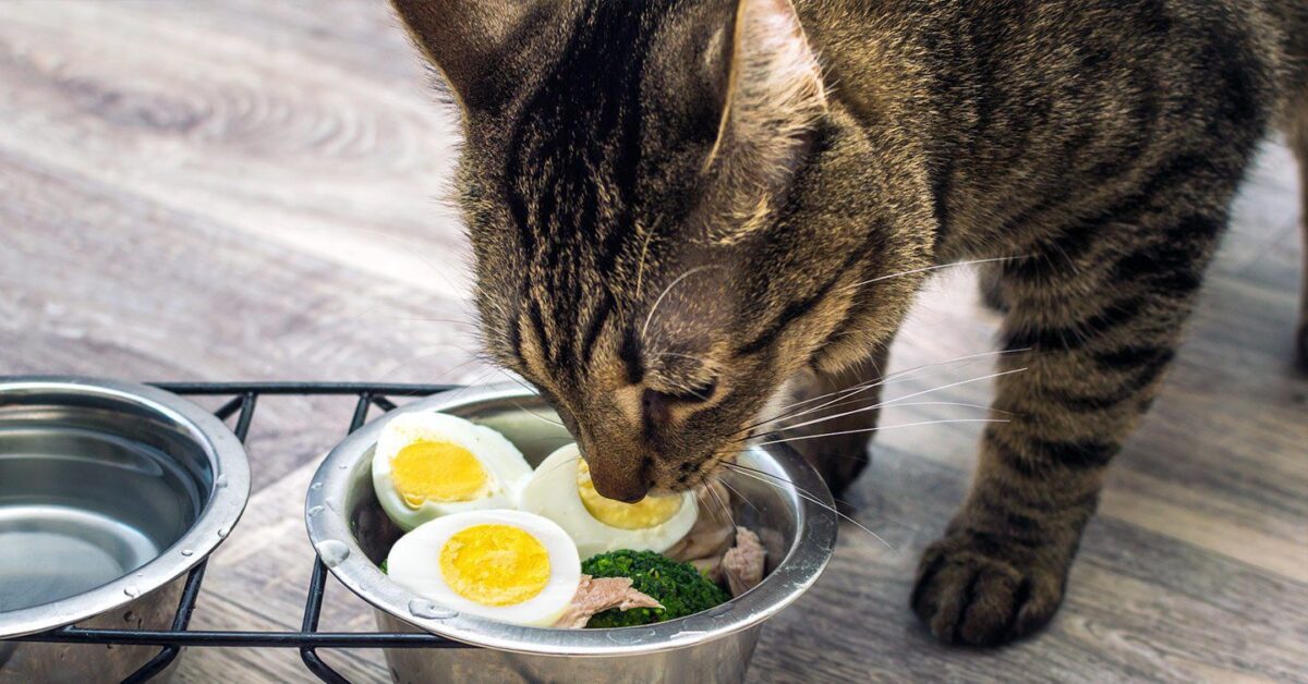 Eggs For Cats