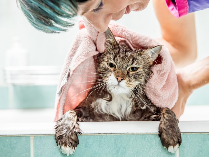 Emergency Bath for Your Cat