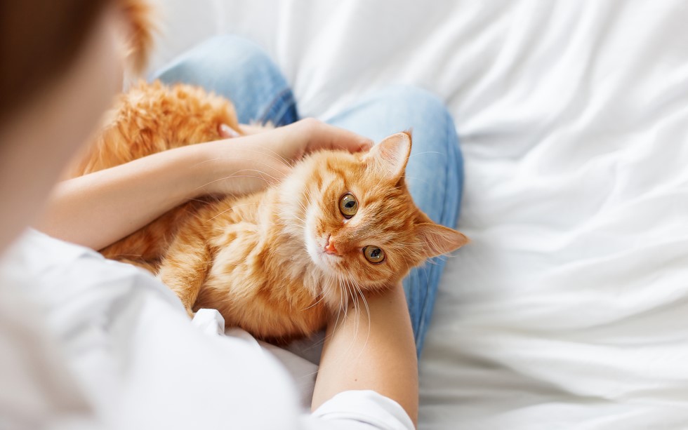 Ensuring Your Cat's Comfort