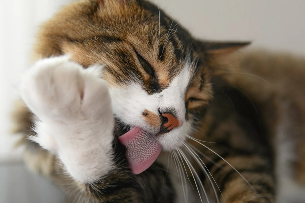 Excessive licking - Why Cat Died After a Bath