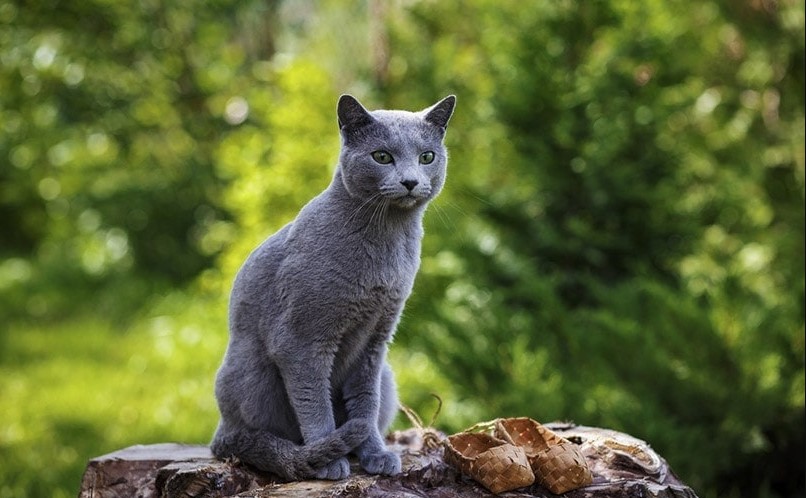 Factors Influencing Russian Blue Cats' Attitude Towards Water