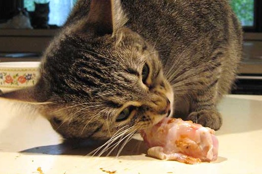 Feline Nutrition What Cats Can Eat