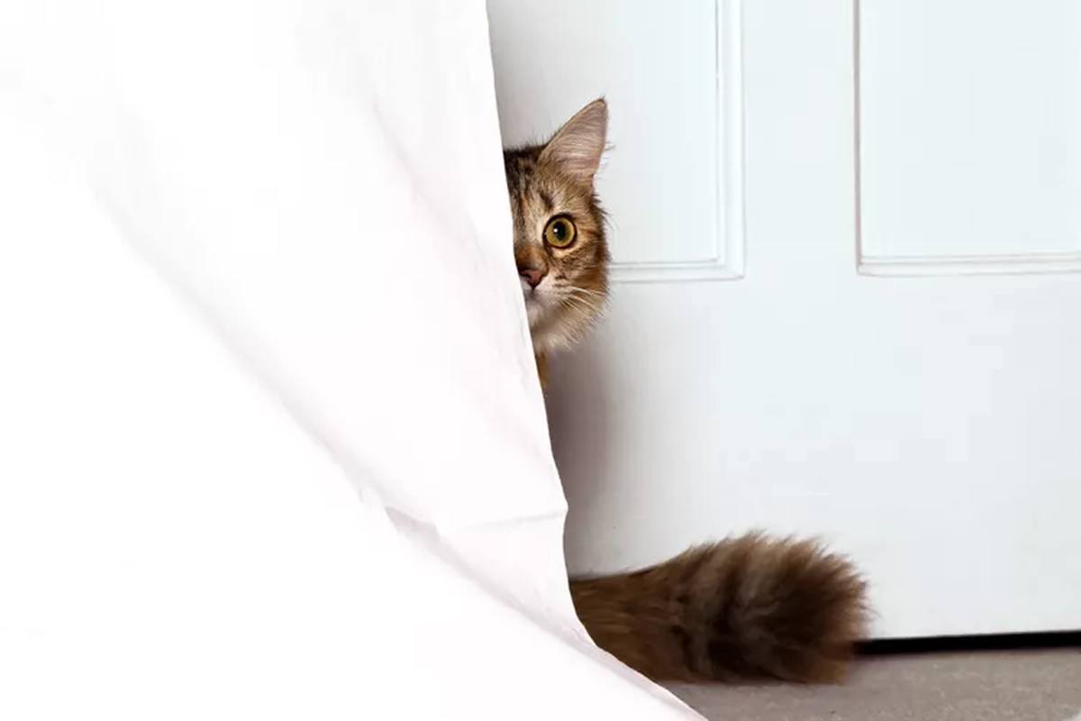 Hiding and cowering - Why Cat Died After a Bath