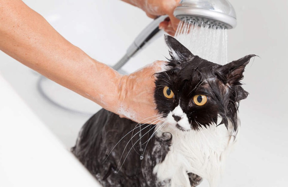 How to Clean Your Cat When They've Peed on Themselves