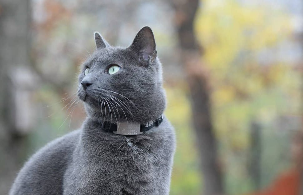 How to Introduce a Russian Blue Cat to Water