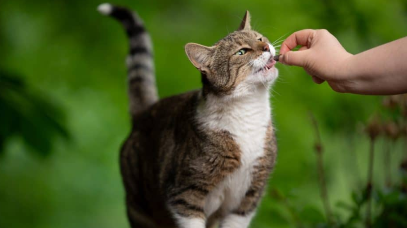 Image of a cat enjoying a commercially available crunchy treat