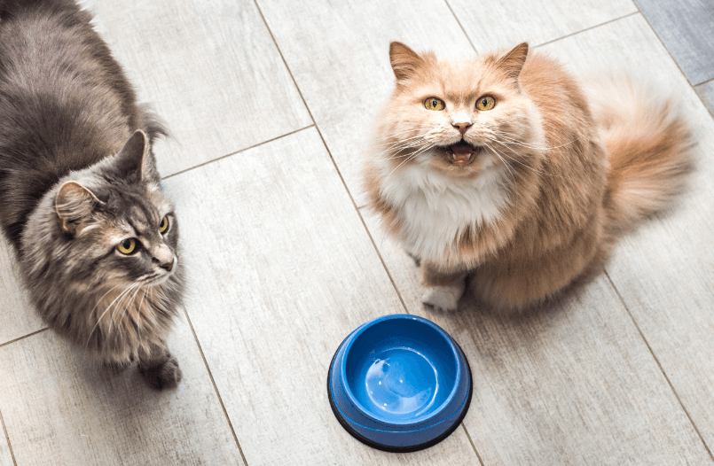 Image of a mother cat meowing by her food bowl with kittens in the background.