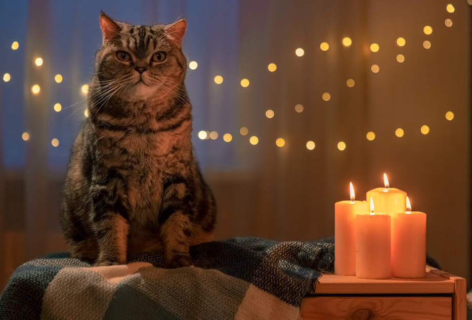 Image of a well-placed candle out of reach of a cat.