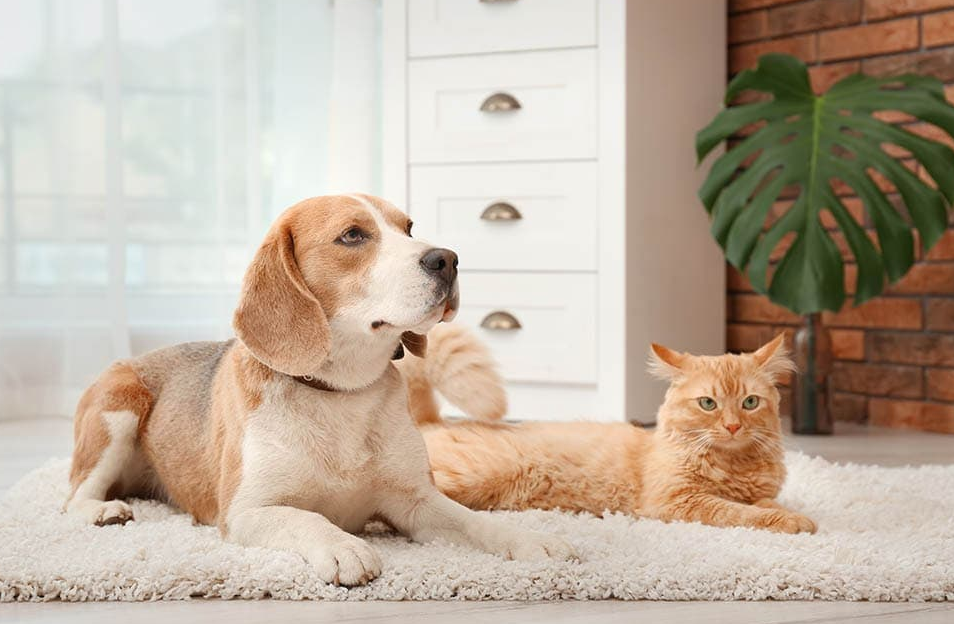 Images of a beagle following basic obedience commands around a cat.