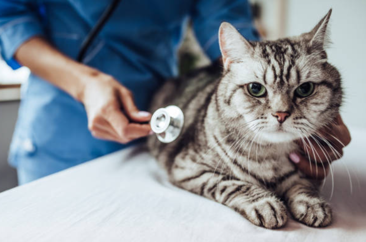 Images of a vet check-up with a cute kitten at the veterinary clinic.