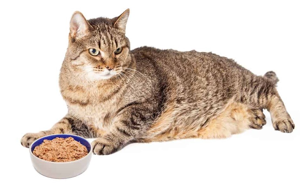 Is your cat overweight