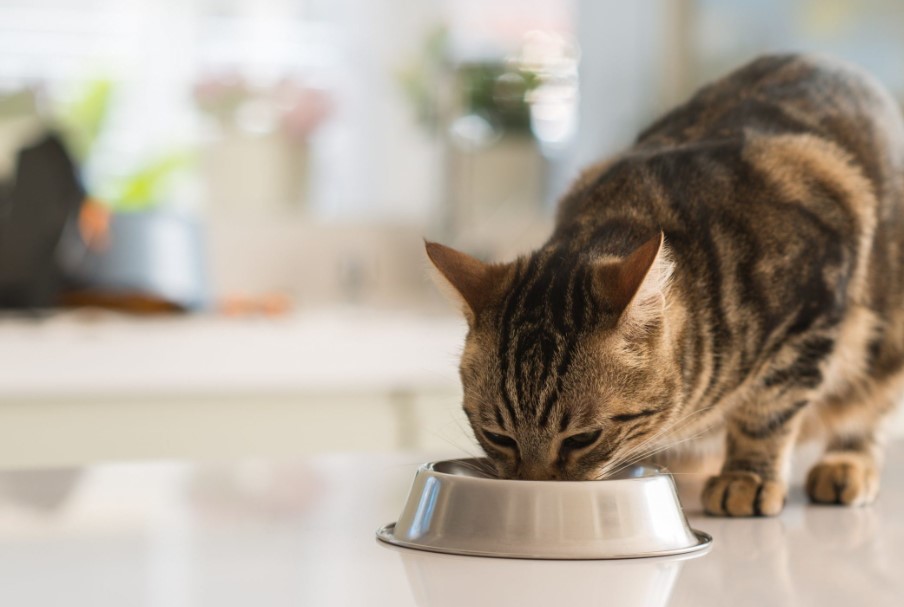 Discover What Parts Of A Mouse Does A Cat Not Eat 
