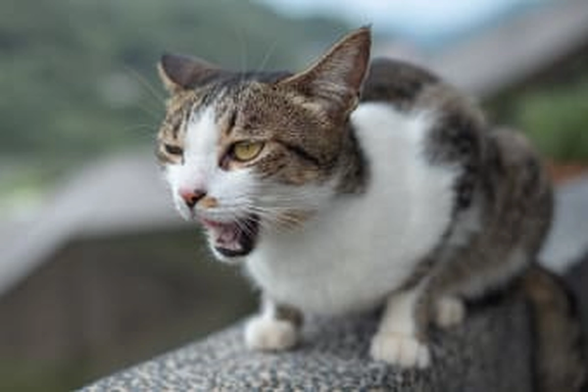 Panting and rapid breathing - Why Cat Died After a Bath