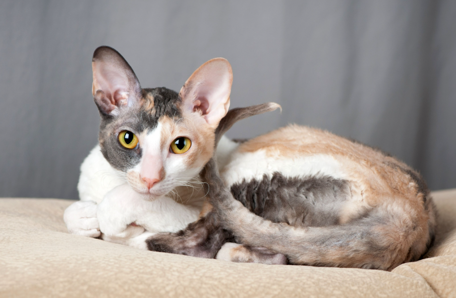 Pictures of truly hypoallergenic cat breeds like Siberian Forest Cat, Cornish Rex, and Oriental Shorthair.