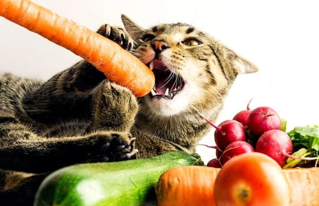 Potential Risks of Feeding Rambutan to Cats