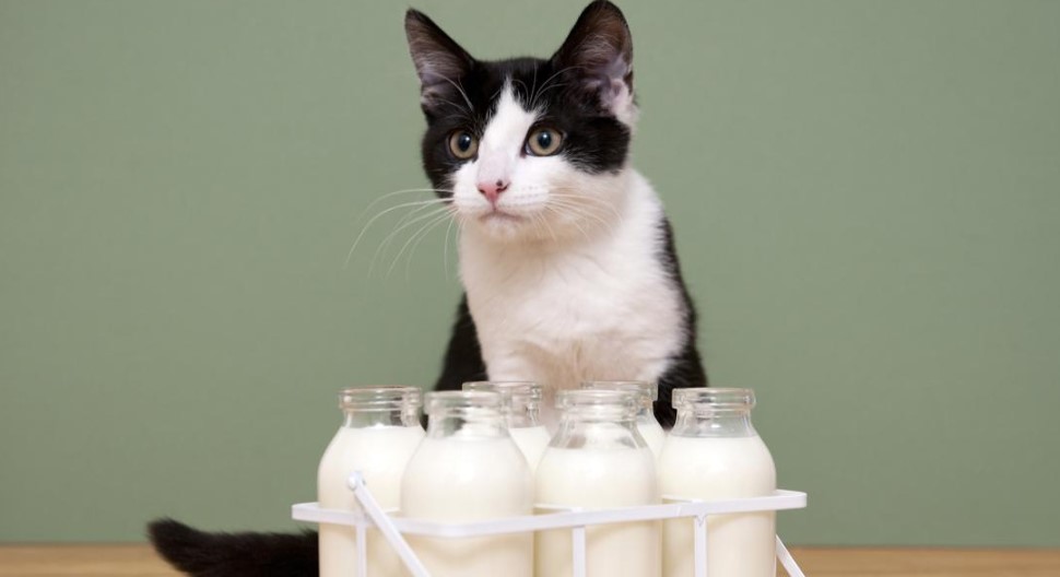 Recommended Milk Alternatives for Cats