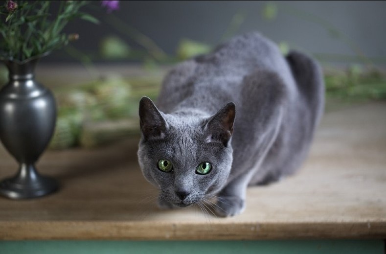 Russian Blue Cats and Playtime in Water