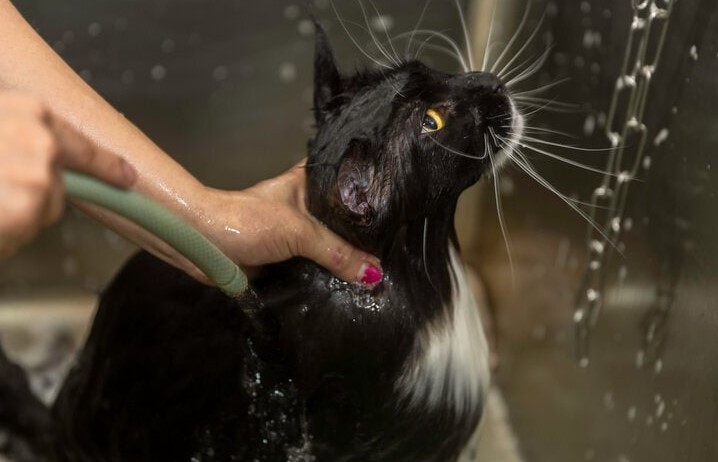 Safe Alternatives for Cat Bathing