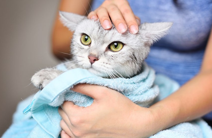 Step-by-Step Guide to Cleaning Your Cat