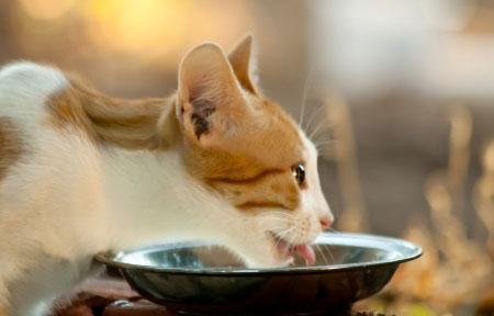 Understanding Feline Dietary Requirements