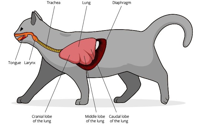 Understanding the Cat's Respiratory System