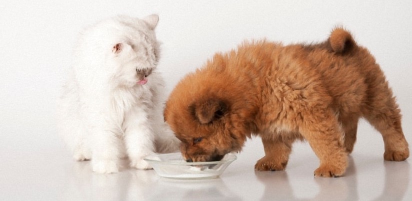 Understanding the Difference Between Cat and Dog Milk