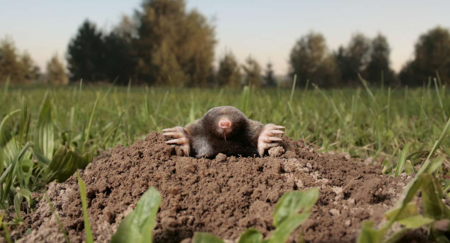 Various humane mole control methods such as habitat modification, natural deterrents, and trapping relocation depicted visually.