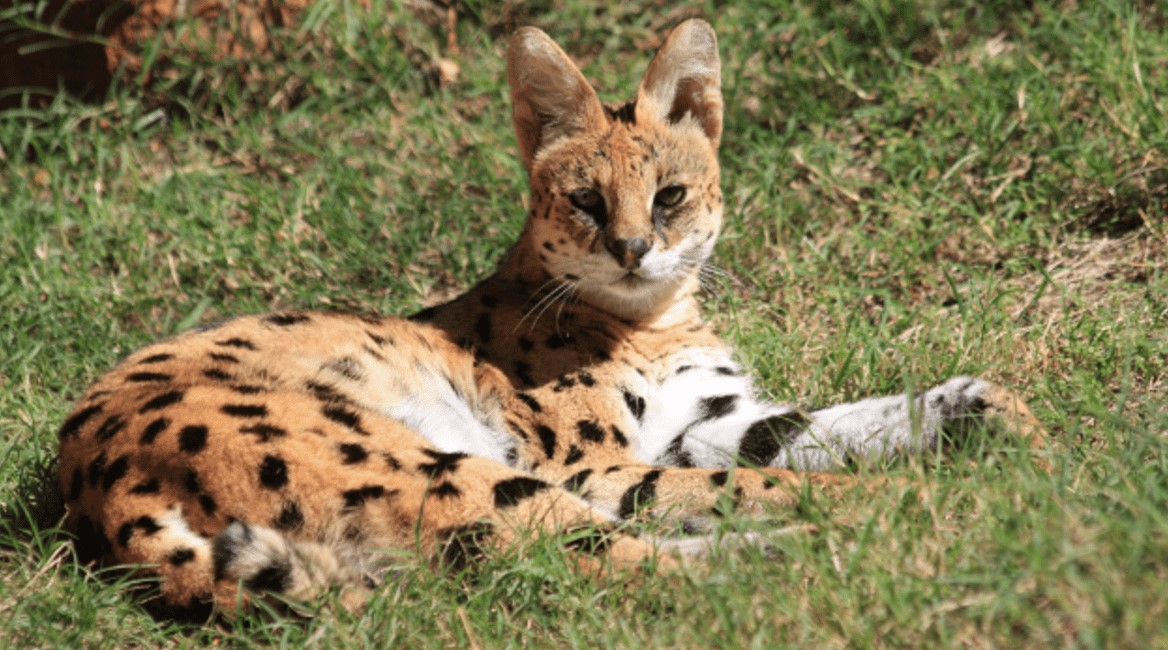 What Is a Serval Cat
