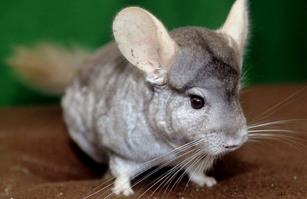 What is a Chinchilla