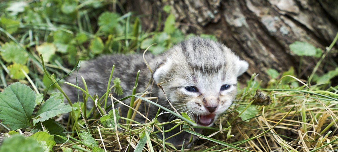 Where Do Feral Cats Hide Their Kittens Outside