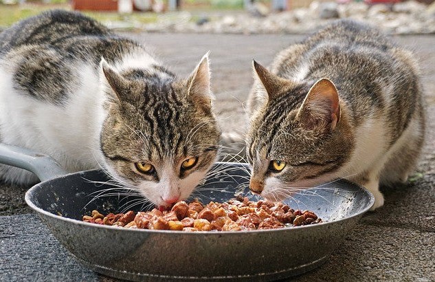 why-does-cat-food-smell-so-bad-unveiling-the-mysteries