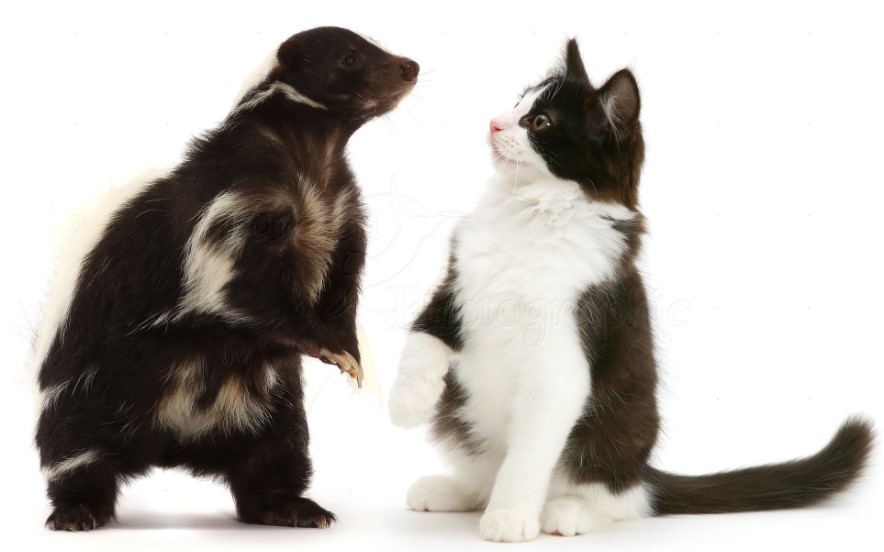 Are Skunks a Threat to Cats