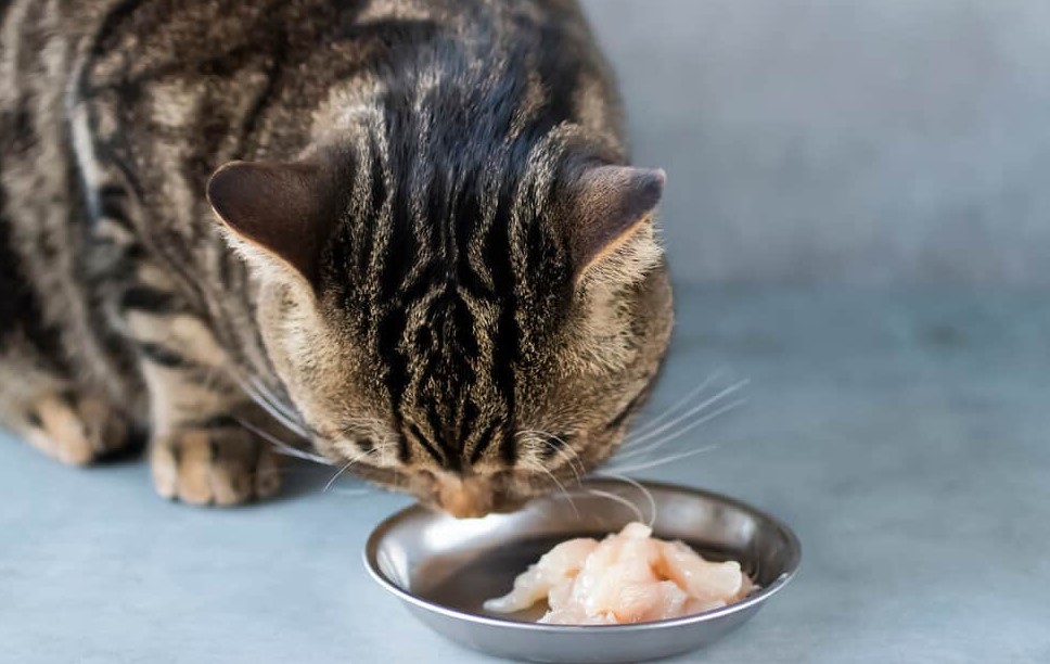 Benefits of Feeding Chicken to Your Cat
